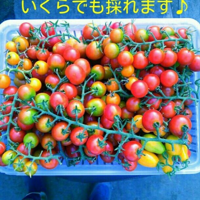 イタリア野菜の種　支柱いらずのミニトマト＆12種類ミックスバジル　プランターOK ハンドメイドのフラワー/ガーデン(その他)の商品写真