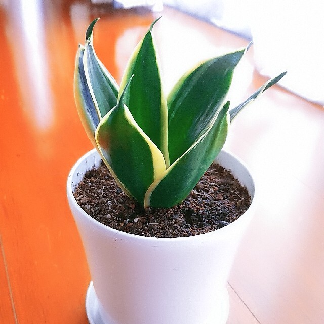 サンセベリア ハニー 観葉植物の通販 By Mi S Shop ラクマ サンセベリア ハニー 観葉植物の通販 By Mi S Shop ラクマ