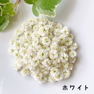 かすみ草　ドライフラワー・ホワイト(ドライフラワー)