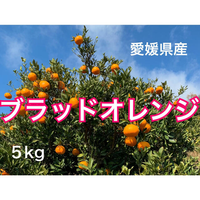 愛媛県産ブラッドオレンジ5キロ 食品/飲料/酒の食品(フルーツ)の商品写真