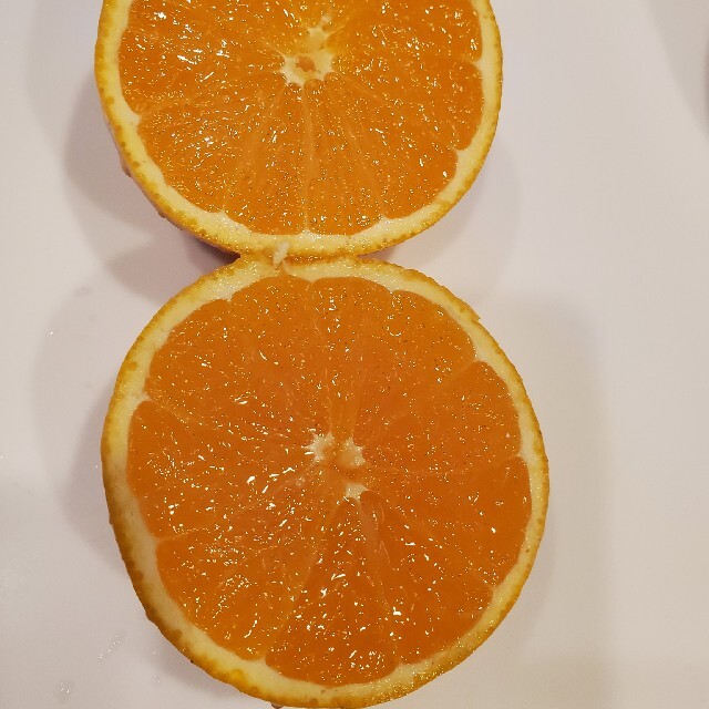 熊本産　清見オレンジ　10キロ 食品/飲料/酒の食品(フルーツ)の商品写真