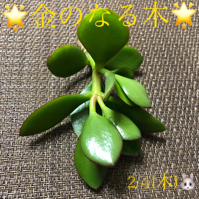 その他多肉植物❤︎金のなる木❤︎幸せの木❤︎カット苗♪