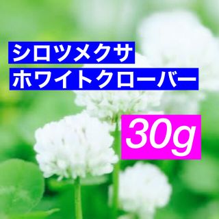 【最安値】シロツメクサ、ホワイトクローバーの種 30g   芝生、雑草対策に！(その他)