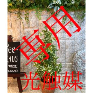 光触媒　人工観葉植物　ウォールグリーン　造花　インテリア　ポーランドアイビー(置物)