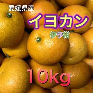 2503 愛媛県産 訳あり 伊予柑 10kg イヨカン みかん(フルーツ)