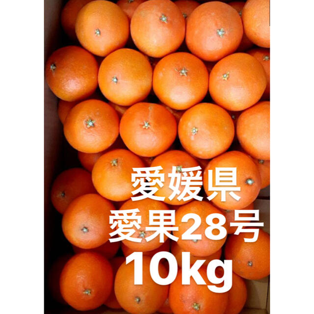 食品愛媛県　愛果28号　10kg