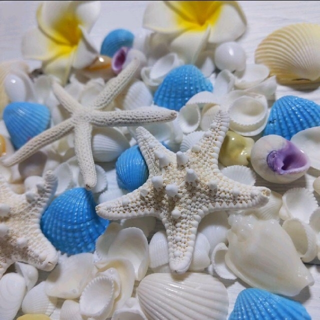 爽やかshellセット 貝殻 ヒトデ 工作 ハンドメイド インテリア 海 素材の通販 By ゆっち Ohana S Shop ラクマ 爽やかshellセット 貝殻 ヒトデ 工作 ハンドメイド インテリア 海 素材の通販 By ゆっち Ohana S Shop ラクマ