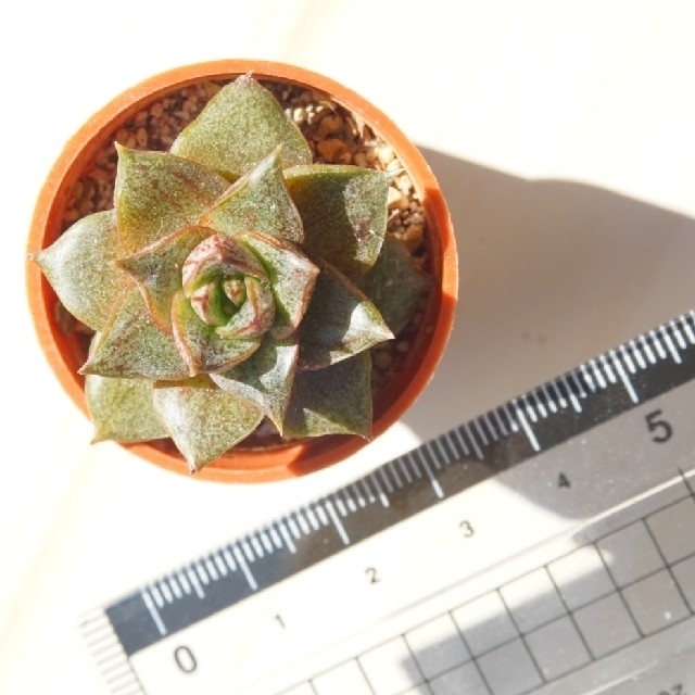 大和錦 抜き苗 1つ 多肉植物 | mezcla.in