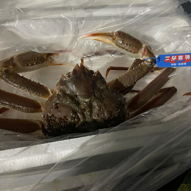 松葉ガニ特大サイズ　魚介