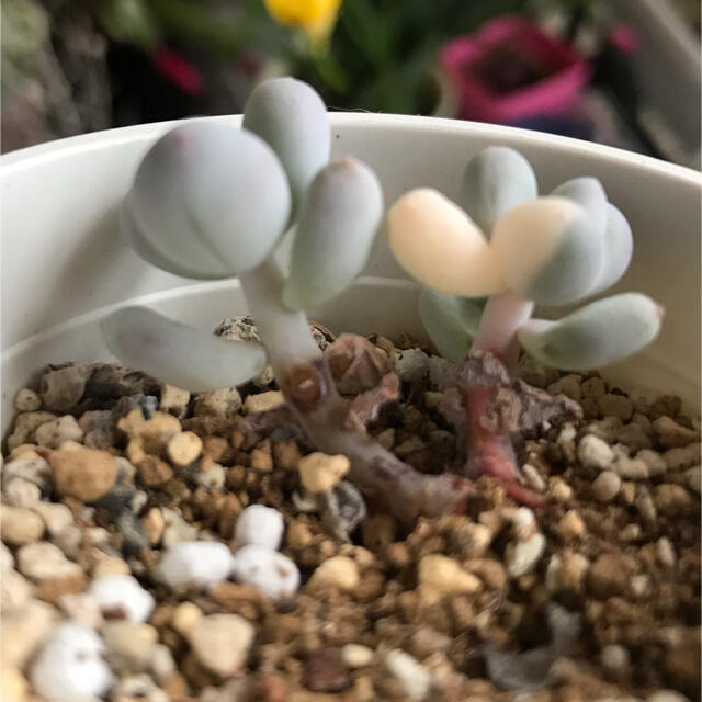 多肉植物錦多肉植物　星美人錦　鉢ごと