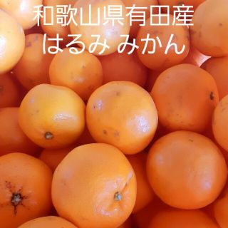 harika様専用  はるみ みかん10kg(フルーツ)