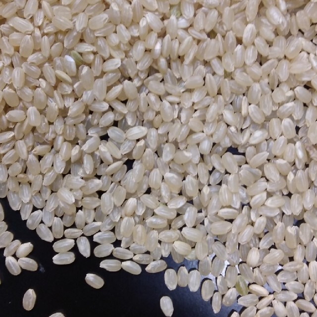 直送商品 石川県産　玄米　30kg 米/穀物