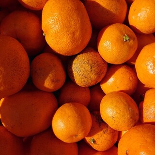 和歌山県産　みかん　蜜柑　訳あり　ご家庭用　柑橘　３キロ(フルーツ)