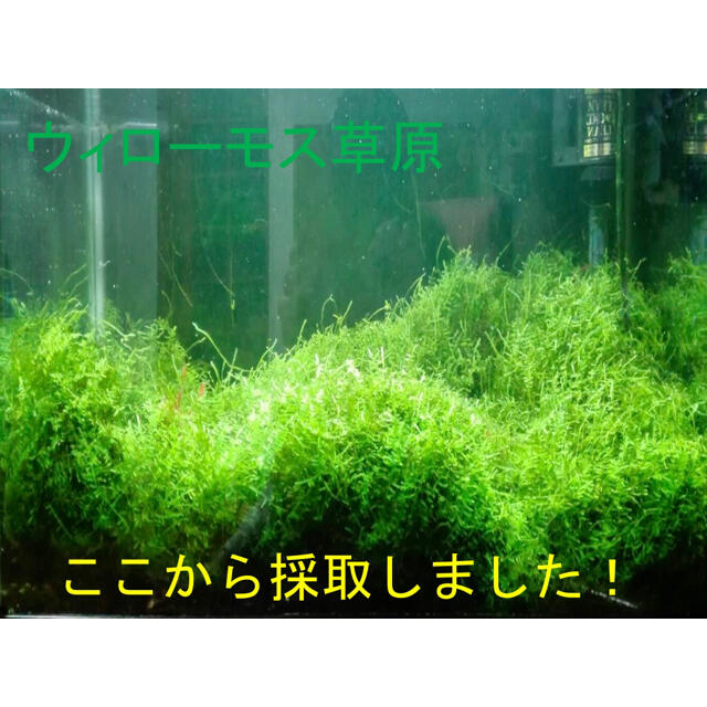 備長炭 ウィローモス 3つの通販 By Ikoyakoya S Shop ラクマ 備長炭 ウィローモス 3つの通販 By Ikoyakoya S Shop ラクマ