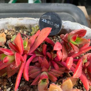 多肉植物　紅葉祭り　抜き苗　+ おまけ(その他)