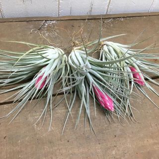 3株　花芽付き♪ Tillandsia チランジア コットンキャンディパープル　(プランター)