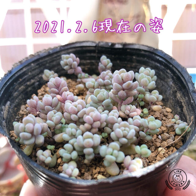 パープルヘイズ　多肉植物　抜き苗 ハンドメイドのフラワー/ガーデン(その他)の商品写真