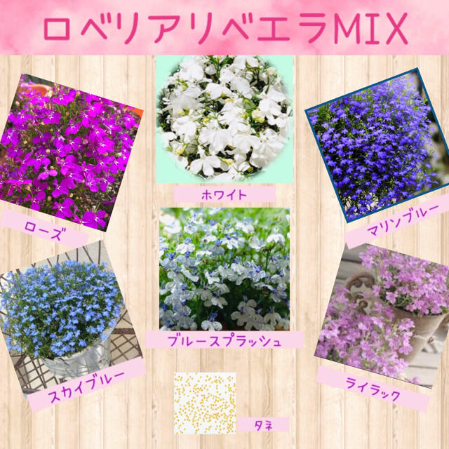 チョウを思わせる小花が可愛い♡『ロベリアリベエラMIX』花の種50粒 ハンドメイドのフラワー/ガーデン(その他)の商品写真