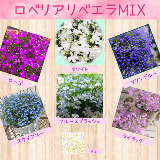 チョウを思わせる小花が可愛い♡『ロベリアリベエラMIX』花の種50粒(その他)