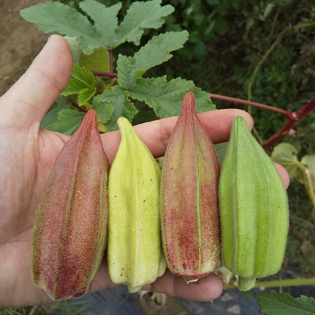 〈早割〉野菜の種 珍しいオクラの種 ダビデの星&ヒルカントリーレッド ハンドメイドのフラワー/ガーデン(その他)の商品写真