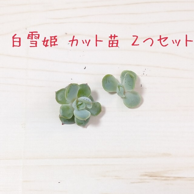 白雪姫 ミニカット苗 ２つ 多肉植物