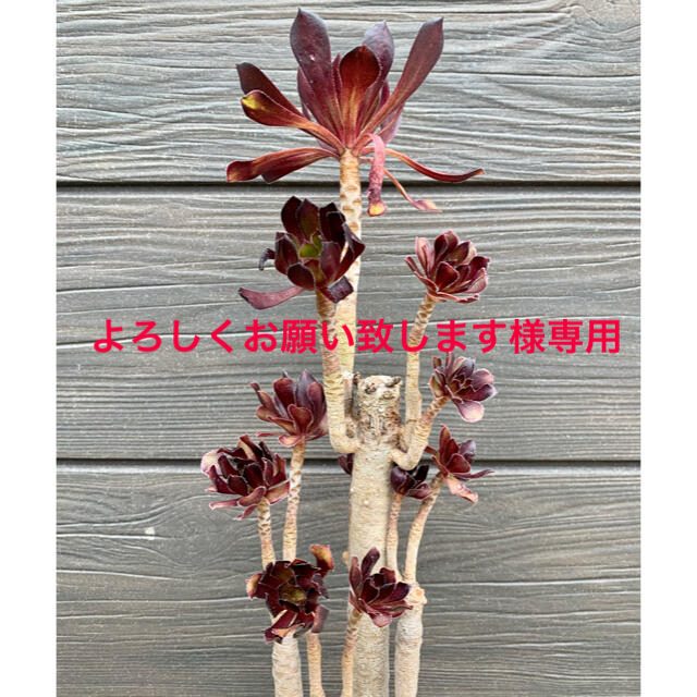 【大型】土・植木鉢付　黒法師　アオエニウム　多頭　多肉植物 ハンドメイドのフラワー/ガーデン(その他)の商品写真