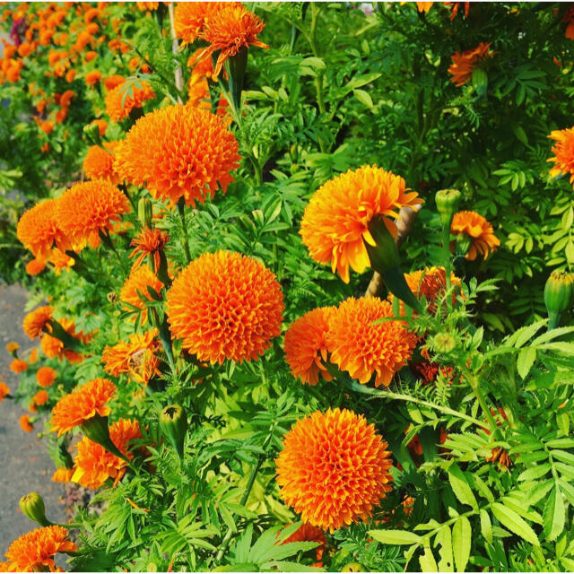 マリーゴールド コンパニオンプランツ ハンドメイドのフラワー/ガーデン(その他)の商品写真
