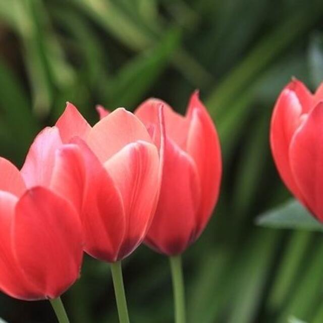 徐々に花色が変わる 珍しくて可愛らしい原種系ミニチューリップ アニカ 2球の通販 By Tsukino Usagi Flower Seeds ラクマ 徐々に花色が変わる 珍しくて可愛らしい原種系ミニチューリップ アニカ 2球の通販 By Tsukino Usagi Flower Seeds ラクマ