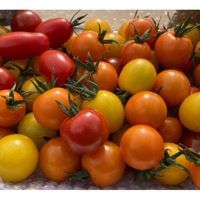 群馬県産　ミニトマト　カラフルトマト　トマト　甘い　農家直送 食品/飲料/酒の食品(野菜)の商品写真
