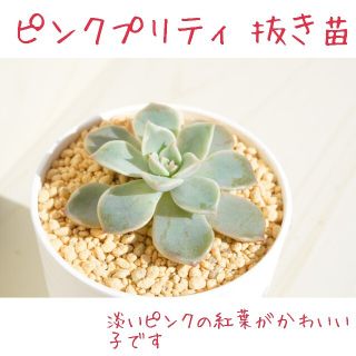 ピンクプリティー 抜き苗１つ 多肉植物(その他)