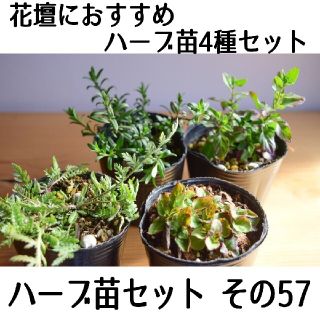 要望対応可能！ハーブ苗セット その57 花壇におすすめのハーブ苗 4種セット(プランター)