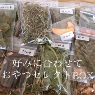 おやつ  セレクトBOX(小動物)