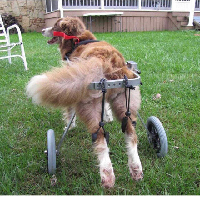 別注 犬用車椅子 人気商品再入荷 Bestcollege Co Za 別注 犬用車椅子 人気商品再入荷 Bestcollege Co Za