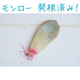 モンロー 葉挿し 発根済み！ １枚 多肉植物(その他)