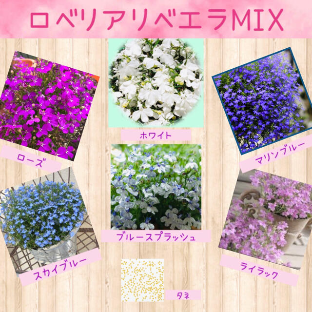 チョウを思わせる小花が可愛い ロベリアリベエラmix 花の種50粒の通販 By レモン S Shop ラクマ