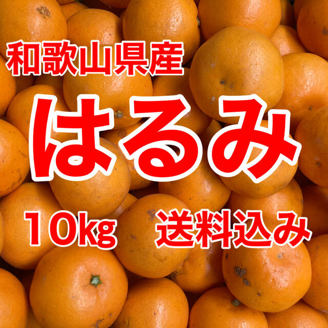 はるみオレンジ🍊10㎏箱に満杯🍊送料込み 食品/飲料/酒の食品(フルーツ)の商品写真