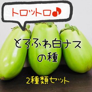 白ナスの種 2種類 白丸ナス 白長ナス 夏野菜 種 ふわとろなす(野菜)