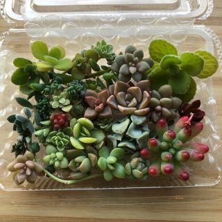 【多肉植物】カラフルカット苗20種セット(その他)