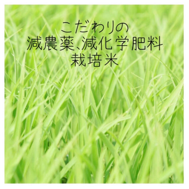 栃木県産コシヒカリ、ゆうだい21【食べくらべセット】5kg×2 3