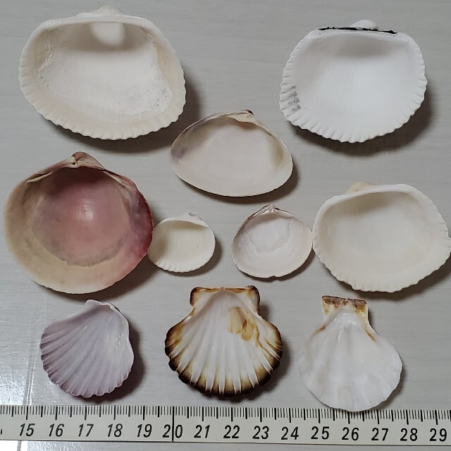 貝殻セット５ ハンドメイドの素材/材料(各種パーツ)の商品写真