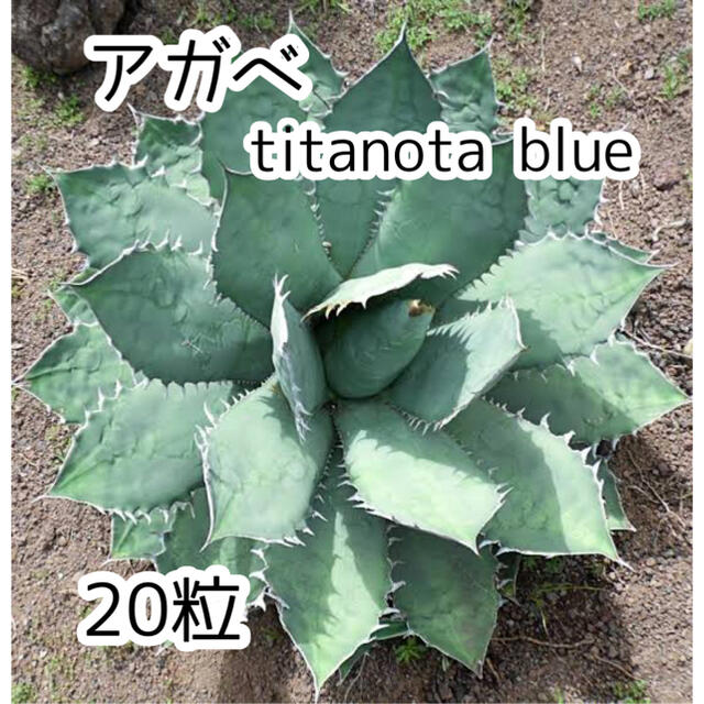 アガベ 【 titanota blue 】* 20粒 ハンドメイドのフラワー/ガーデン(その他)の商品写真