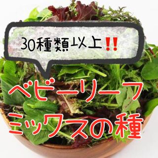 5ml 特別セール☆ベビーリーフミックスの種 野菜 種 小松菜 水菜 レタスなど(野菜)