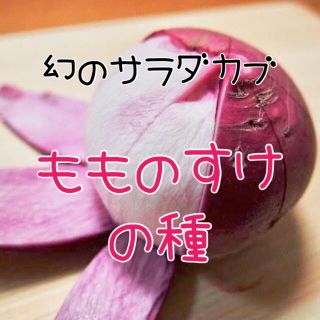 200粒 まるでピーチ？幻のサラダカブ もものすけ 根菜 野菜 種 (野菜)