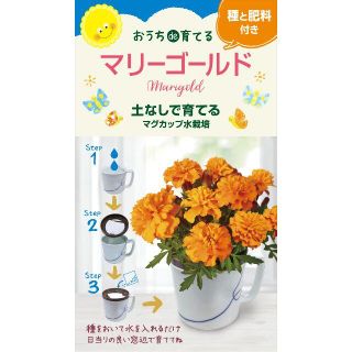 おうちde育てる　マリーゴールド　簡単マグカップ栽培(その他)