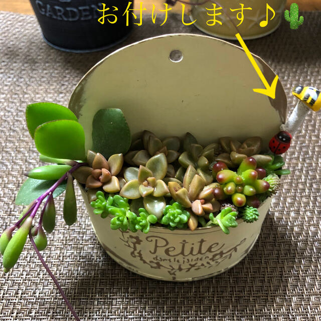 多肉植物❤︎ブロンズ姫❤︎他カット苗❤︎苗とお飾り🌵 ハンドメイドのフラワー/ガーデン(その他)の商品写真