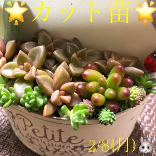 ペペロミア オブツシフォリア 観葉植物なら風水ではペペロミアで幸運効果 の通販 ラクマ ペペロミア オブツシフォリア 観葉植物なら風水ではペペロミアで幸運効果 の通販 ラクマ