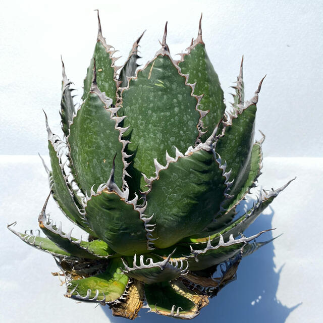 その他agave horrida dwarf アガベ ホリダ  ドワーフ チタノタ 8