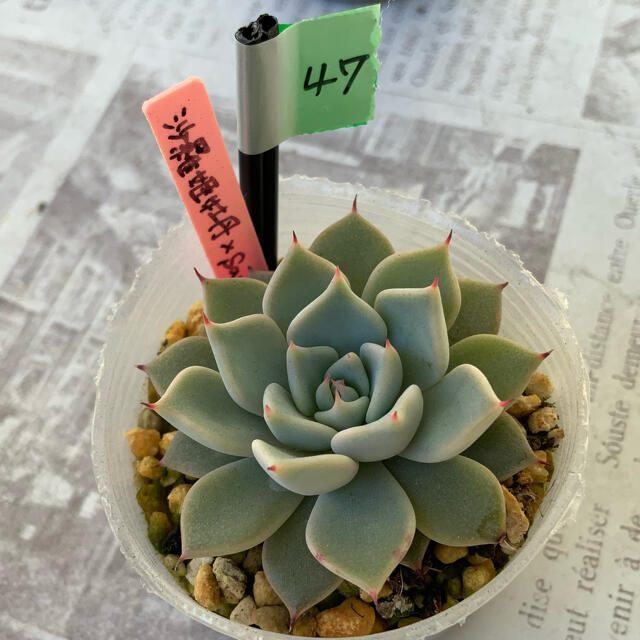 多肉植物 あきちょこさま専用ページ 偉大な gredevel.fr-メルカリは誰