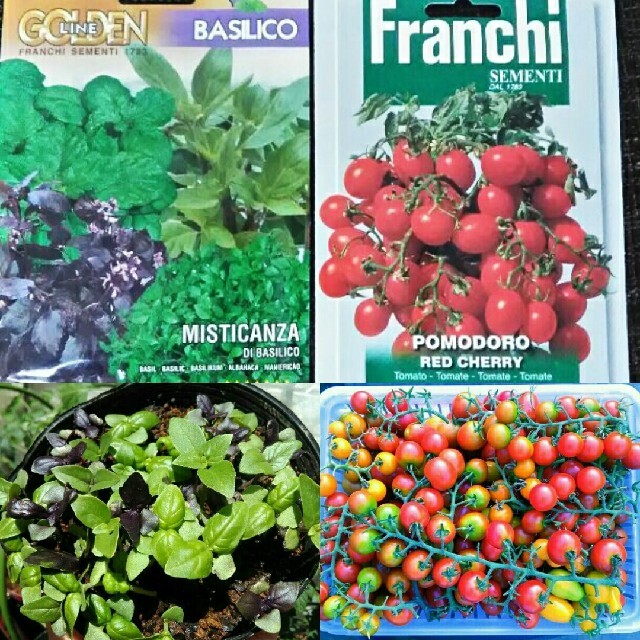 イタリア野菜の種　支柱いらずのミニトマト＆12種類ミックスバジル　プランターOK ハンドメイドのフラワー/ガーデン(その他)の商品写真
