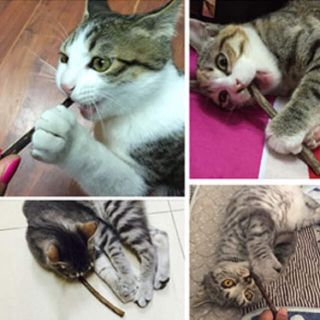 15本 猫用純天然マタタビ またたびの木 噛む おもちゃ 歯ぎしり棒 の